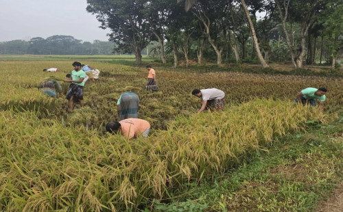 শিবপুরে গরিব কৃষকের ধান কেটে দিলেন  উপজেলা জামাত আমীরের নেতৃত্বে জামায়াতের কর্মীরা