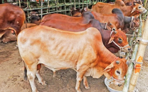 শিবপুরের লাখপুরে এক রাতে ৫ গরু চুরি, খামারিদের মধ্যে আতঙ্ক