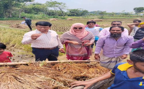 বাম্পার ফলনেও হতাশ কৃষক, দুই  মণ ধানের দামেও মিলছে না একজন শ্রমিক