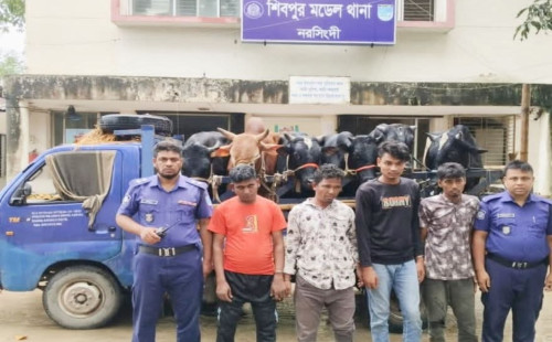 শিবপুরে ছিনতাই হওয়া  ট্রাকসহ ৬টি গরু উদ্ধার, আটক